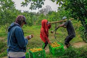 Menurunnya Pertumbuhan Kinerja Sektor Pertanian Satu Dekade Terakhir