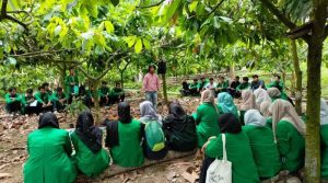 Mahasiswa Pertanian Unimal Praktikum di Kebun Kakao Nisam